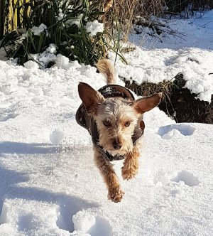 Dog enjoying snow